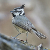 Bridled Titmouse